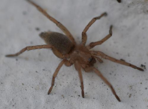 Drassodes sp.